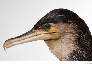 Double-crested cormorant Phalacrocorax auritus head 0005.jpg